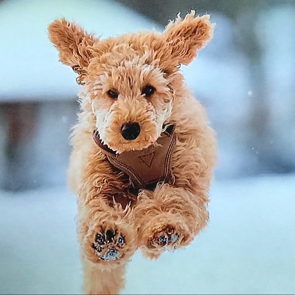 Meet your Posher, D - Picture 1 of 1